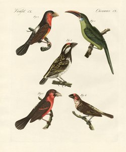 Beautiful Climbing Birds