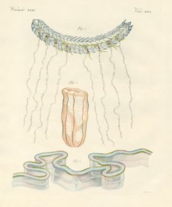 Beautiful Comb Jellies by German School