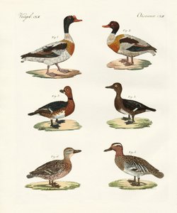 Beautiful ducks