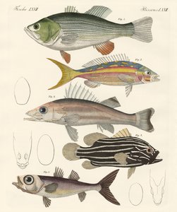Beautiful Fish by German School