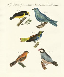 Beautiful foreign birds