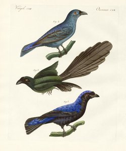 Beautiful Foreign Birds