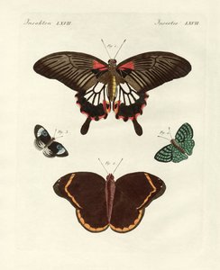 Beautiful Foreign Butterflies by German School