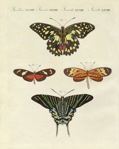 Beautiful Foreign Butterflies