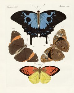 Beautiful Foreign Butterflies