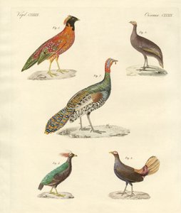 Beautiful Hen-like Birds by German School