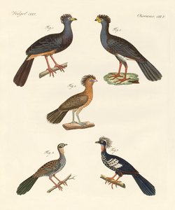 Beautiful New Birds