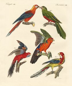 Beautiful parrots