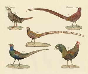 Beautiful Pheasants