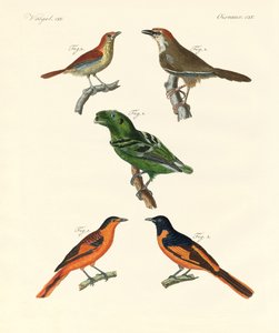 Beautiful and strange foreign birds