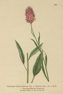 Betony-leaved Rampion
