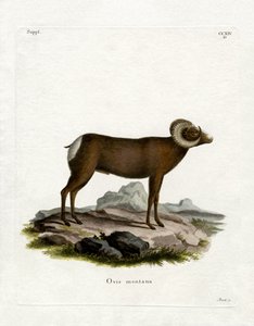 Bighorn Sheep by German School