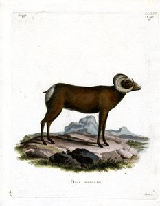 Bighorn Sheep by German School