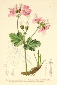 Bigroot Geranium