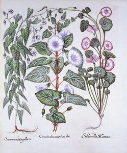 Bindweed, Dogs Bane and Sea Bindweed, from Hortus Eystettensis