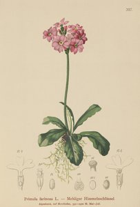Birds-eye Primrose