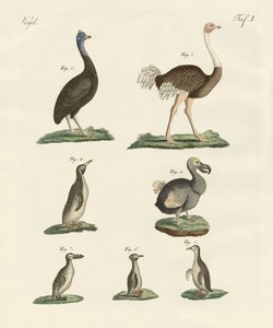 Birds by German School
