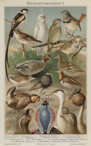 Birds Nuptial Plumage by German School