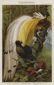 Birds of Paradise