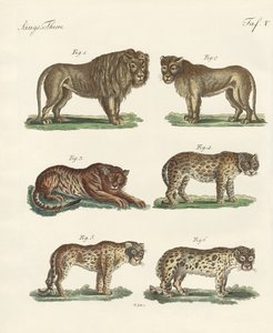 Biting animals by German School