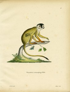 Black-headed Squirrel Monkey