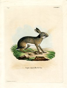 Black-naped Hare