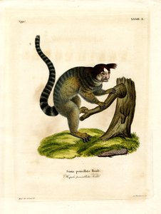 Black-tufted Marmoset