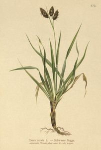 Black Alpine-sedge by German School