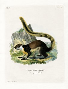 Black Giant Squirrel