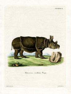 Black Rhinoceros