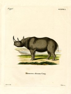 Black Rhinoceros by German School