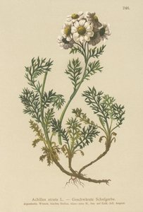 Black Yarrow