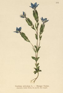 Bladder Gentian