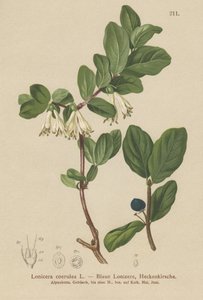 Blue Honeysuckle by German School