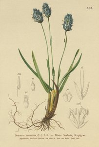 Blue Moor-grass