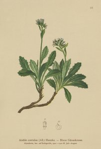 Blue Wall-cress by German School