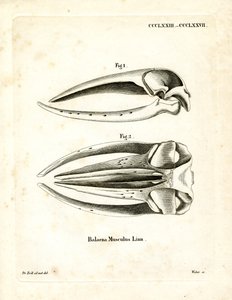 Blue Whale Skull