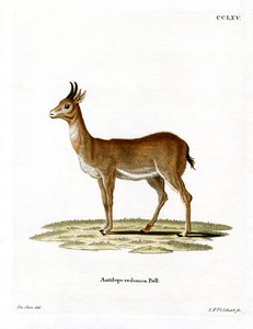 Bohor Reedbuck by German School