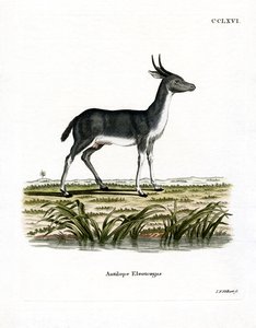 Bohor Reedbuck by German School