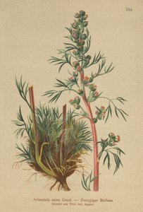 Boreal Wormwood by German School
