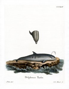 Bottle-nosed Dolphin by German School