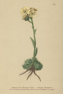 Braun