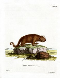 Brazilian Porcupine