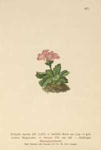 Broadleaf Primrose by German School