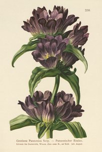 Brown Gentian by German School