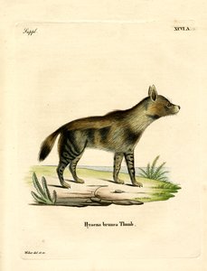 Brown Hyena