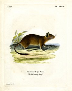 Brush-tailed Rat by German School