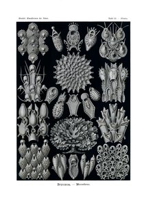 Bryozoa