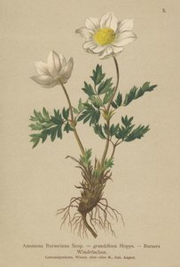 Bursers Anemone (Anemone Burseriana, Anemone grandiflora)