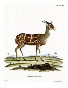 Bushbuck